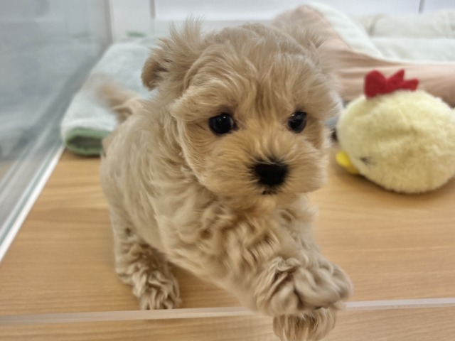 僕の明るさで世界を照らすよ✨マルプーくん！