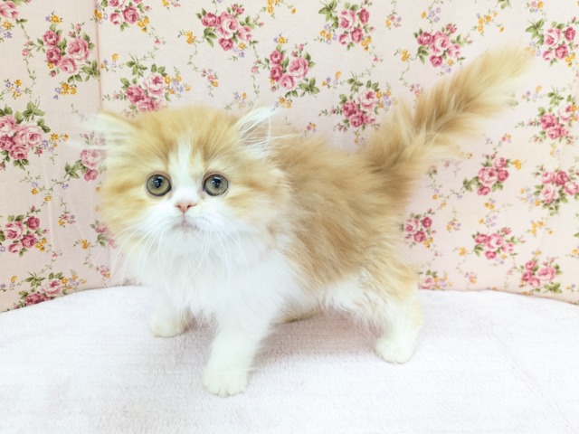 甘々あまえんぼ🍒　フォールデックスの女のコ　2026/4/3撮影