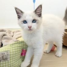 最新画像更新！！可憐なお姫たま💗　ラグドールの女のコ　2026/4/6撮影