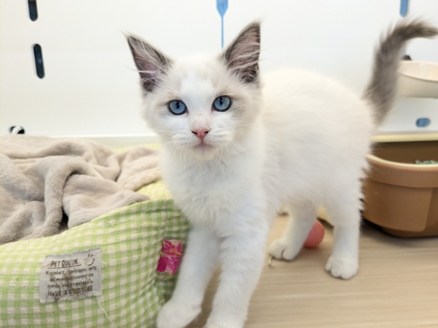 最新画像更新！！可憐なお姫たま💗　ラグドールの女のコ　2026/4/6撮影