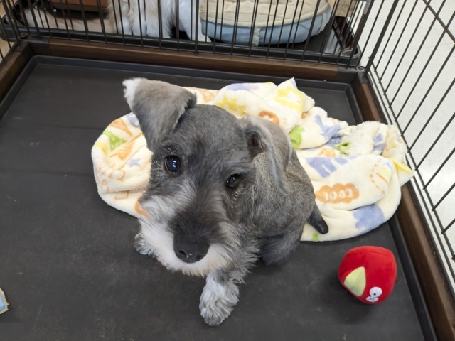 最新画像更新！！ダンディーベイベー💙　ミニチュアシュナウザーの男のコ　2026/4/10撮影