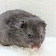 カッコイイと可愛いのMIX🩶ブラックシルバーの長毛ハムスターさん