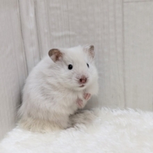ふわふわ～わたわた〜長毛ハムスターさん