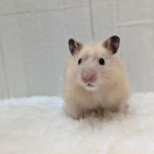 輝き✨増々中！サテンハムスターさん