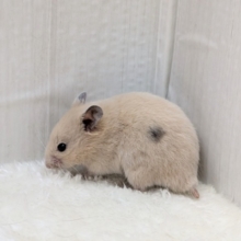 ワンポイントがチャームポイント!!カラーハムスターさん