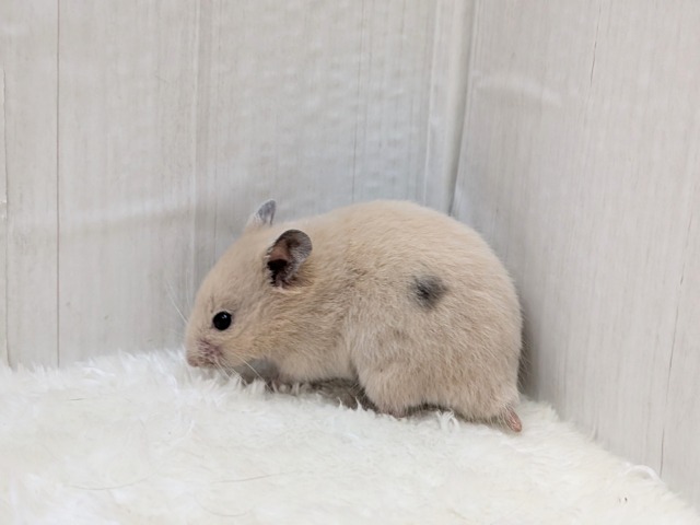 ワンポイントがチャームポイント!!カラーハムスターさん