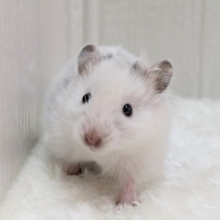 激レア!?店員一目惚れ💘長毛ハムスターさん