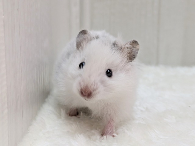 激レア!?店員一目惚れ💘長毛ハムスターさん