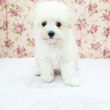 メェ～メェ～羊じゃないよ？　トイプードルの女のコ　2026/4/12撮影