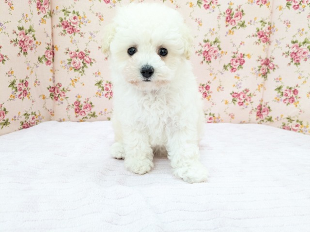 メェ～メェ～羊じゃないよ？　トイプードルの女のコ　2026/4/12撮影