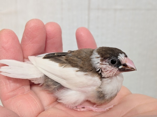 最新画像あります！ミニミニ〜ズ💖十姉妹ヒナさん来ました〜