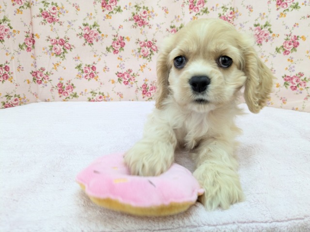 愛嬌たっぷり💗　アメリカンコッカースパニエルの女のコ　2026/4/17撮影