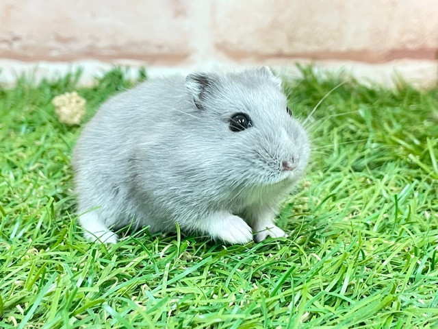 気品溢れるブルーカラー☆　ロシアンブルーハムスター♬