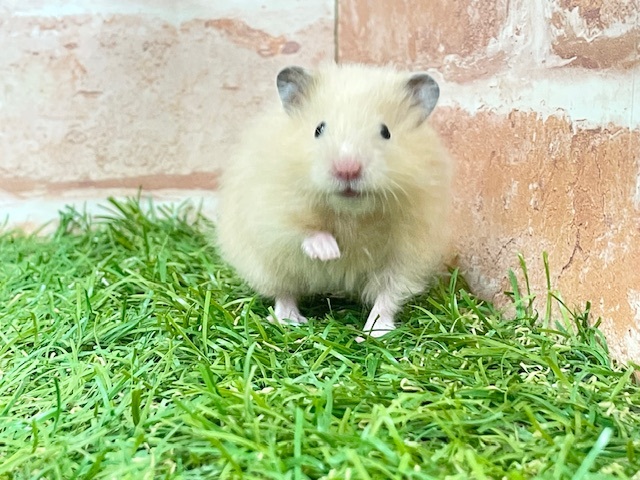 光沢のある艶やかな被毛☆　サテンハムスター♬