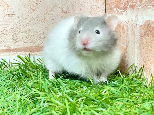 まるでグレーのパンダさん?!　ロングカラーハムスター♬