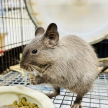 ずーっとむチューになっちゃう？？　デグデグフェスティバル