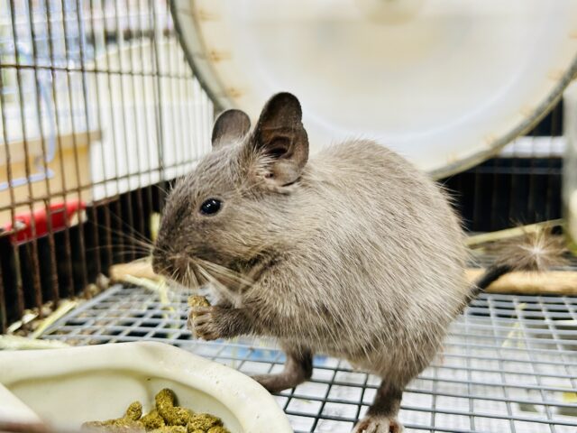 ずーっとむチューになっちゃう？？　デグデグフェスティバル