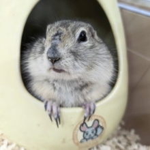 むちむち⭐️ リチャードソンジリスちゃん🎵