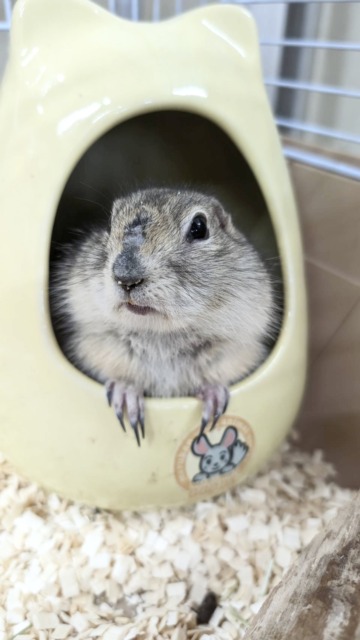 むちむち⭐️ リチャードソンジリスちゃん🎵