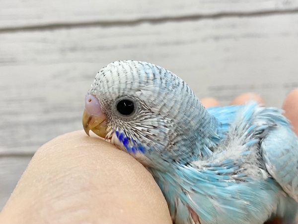 セキセイインコ（ブルースパングル）　大きなまんまるお目目がかわいいです♪