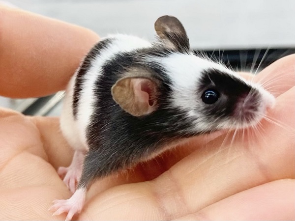 パンダマウス　女の子　個性色々♪白黒模様のネズミさんです！