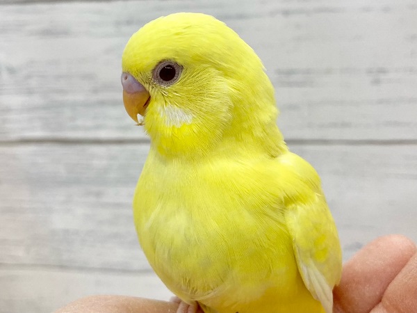 セキセイインコ（ルチノー）　眩しいキラキライエロー！