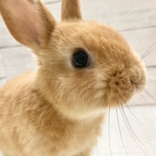 ネザーランドドワーフ（オレンジ）　小さくても元気いっぱい！